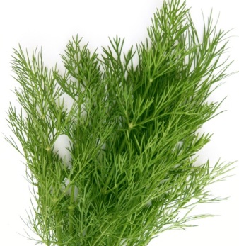 Dill Weed Organic Essential Oil 3